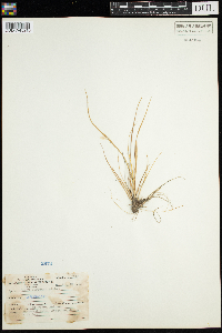 Carex viridula image