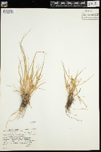Carex viridula image