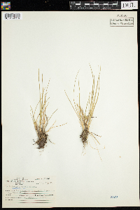 Carex viridula image