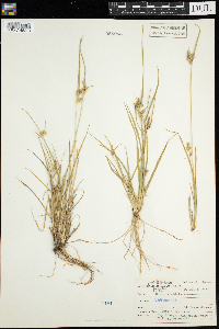 Carex viridula image