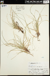 Media resource of Carex umbellata