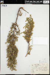 Juniperus communis image