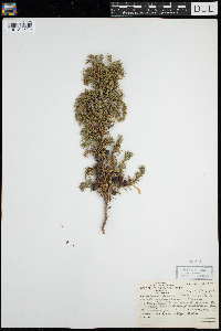 Juniperus communis image