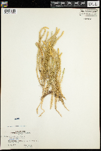 Thumbnail image of current specimen