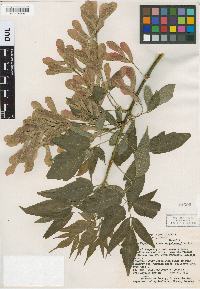 Media resource of Acer negundo