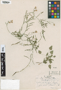 Media resource of Campanula rotundifolia