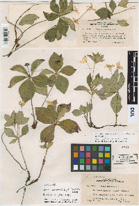 Cornus canadensis image
