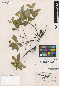 Cornus canadensis image