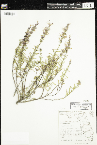 Thumbnail image of current specimen