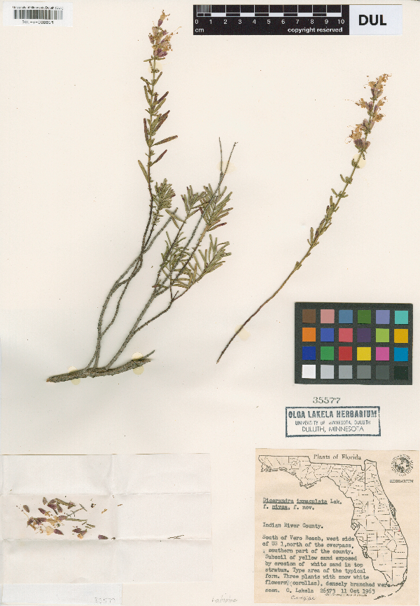 Dicerandra immaculata f. nivea image
