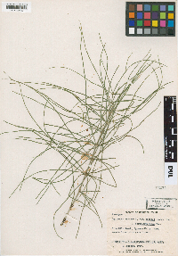 Equisetum arvense image