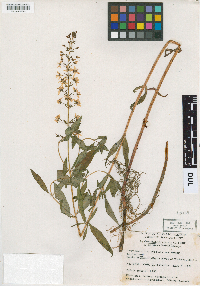 Media resource of Lysimachia terrestris