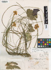 Nuphar microphylla image