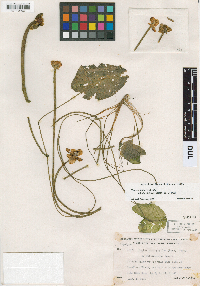 Nuphar microphylla image