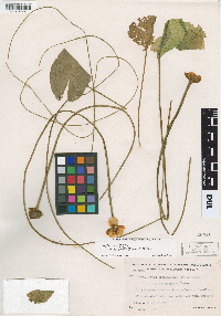 Nuphar microphylla image