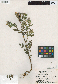Media resource of Phacelia franklinii