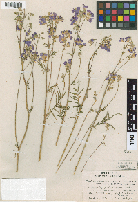Polemonium occidentale image