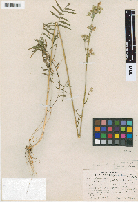 Polemonium occidentale image
