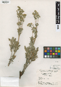 Potentilla pensylvanica image