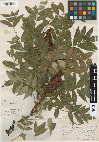 Rhus angustiarum image