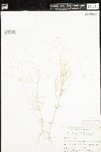 Media resource of Stellaria longifolia