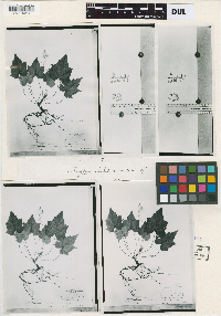 Tiarella cordifolia image