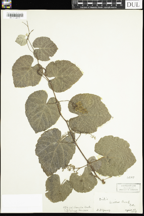 Vitis californica image