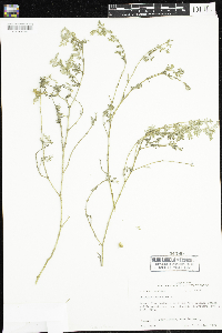 Tribulus terrestris image