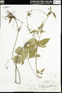 Parthenocissus inserta image