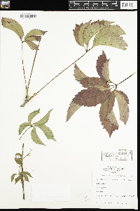 Parthenocissus inserta image