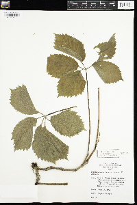 Parthenocissus inserta image