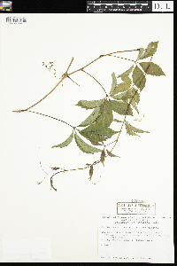 Parthenocissus inserta image