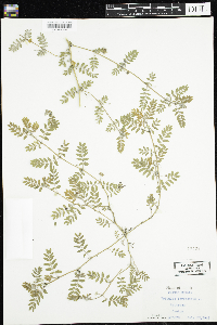 Tribulus terrestris image