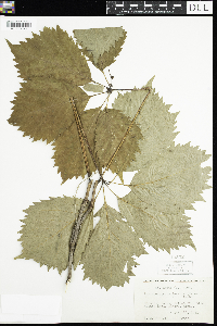 Parthenocissus quinquefolia image