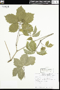 Parthenocissus inserta image