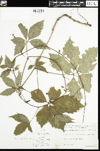 Parthenocissus inserta image