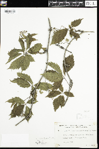 Parthenocissus inserta image
