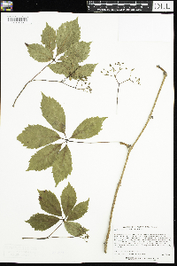 Parthenocissus inserta image