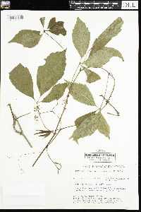 Parthenocissus quinquefolia image