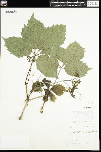 Parthenocissus quinquefolia image