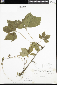 Parthenocissus inserta image