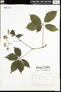 Parthenocissus inserta image