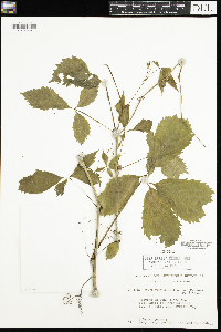 Parthenocissus quinquefolia image