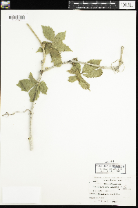 Parthenocissus inserta image