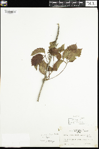 Parthenocissus quinquefolia image