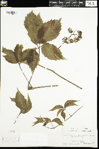 Parthenocissus inserta image