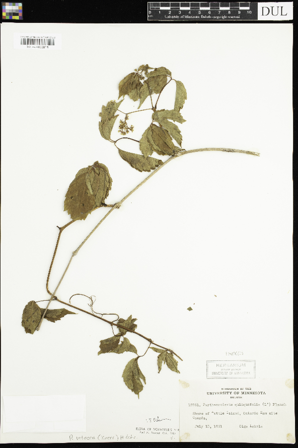 Parthenocissus image