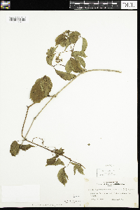 Parthenocissus inserta image