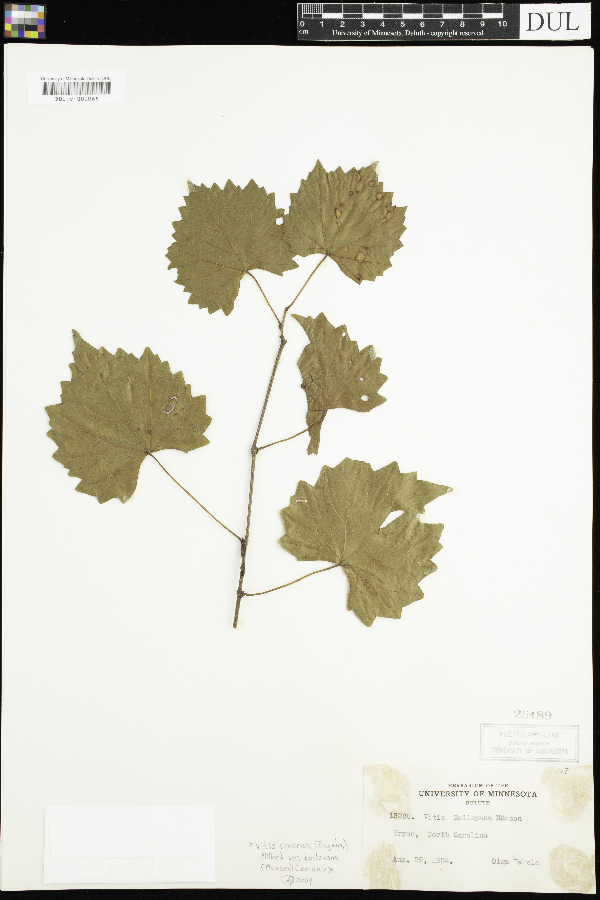 Vitis cinerea var. baileyana image
