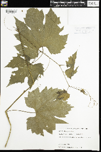 Vitis riparia image